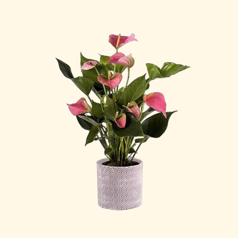 ANTHURIUM-ROSA-piante-e-fiori-a-roma-a-domicilio