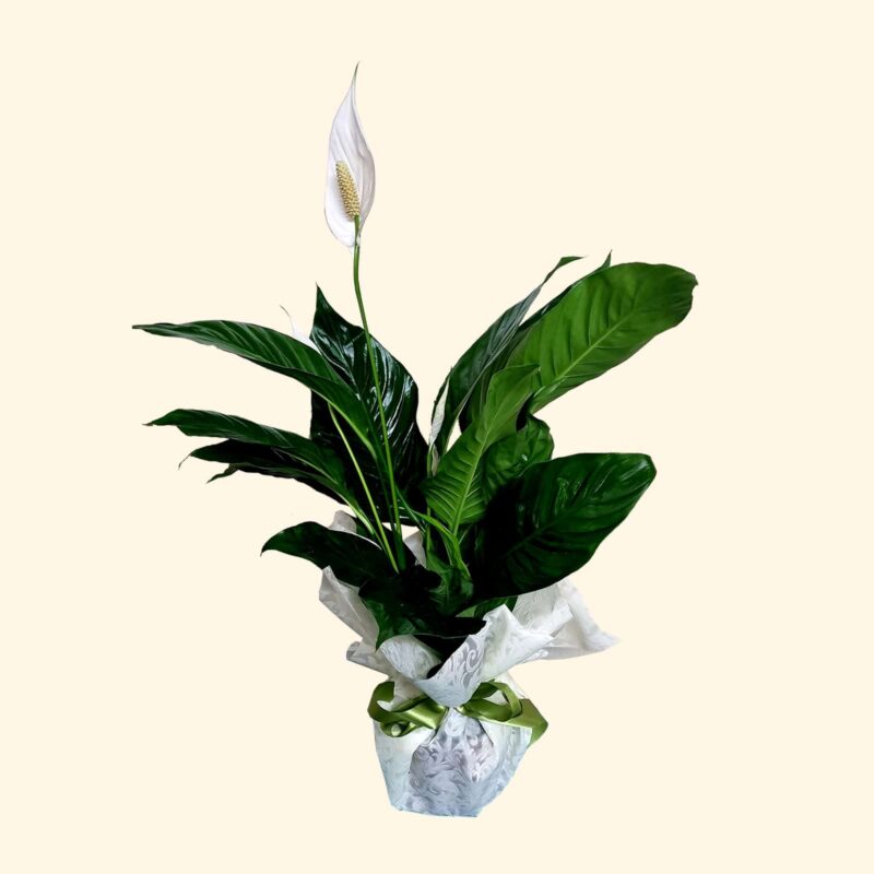 Consegniamo-a-domicilio-a-roma SPATHIPHYLLUM-BIANCO