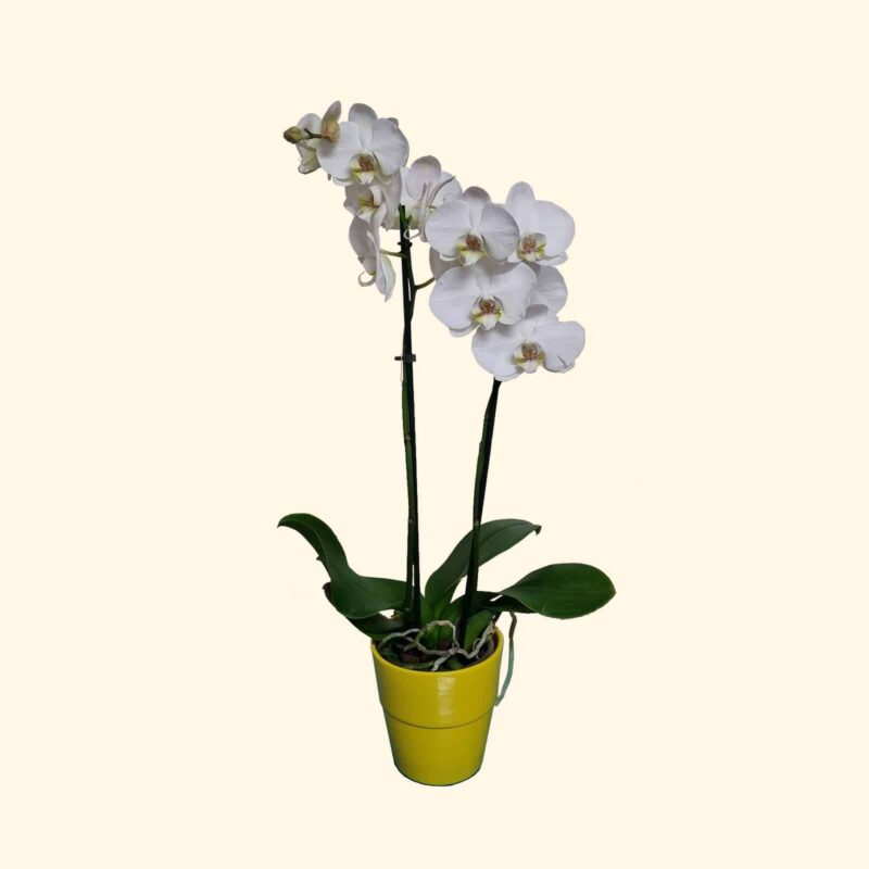 ORCHIDEA-PHALAENOPSIS-BIANCA-consegniamo-in-giornata-a-domicilio-a-Roma