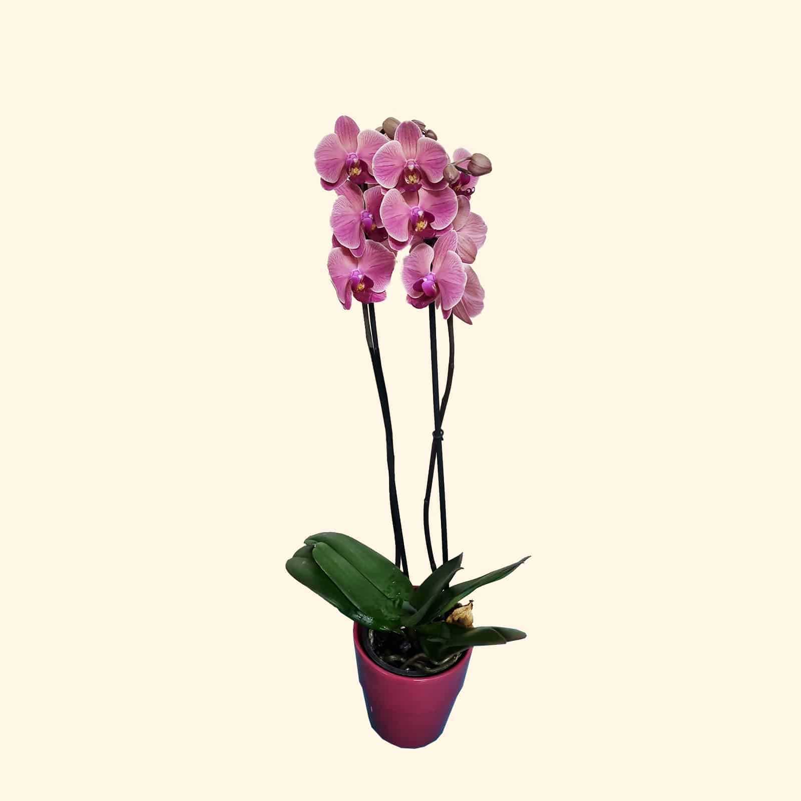 Orchidea Phalaenopsis Rosa - Romainfiore