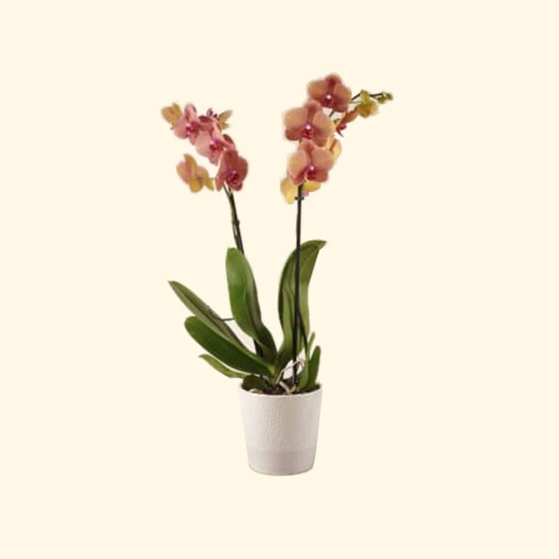 ORCHIDEA-PHALAENOPSIS TIGRATA-ARANCIO-consegniamo-a-domicilio-a-roma