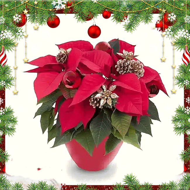 Stella di Natale con decori, consegna a domicilio a Roma. Idea Regalo per Natale