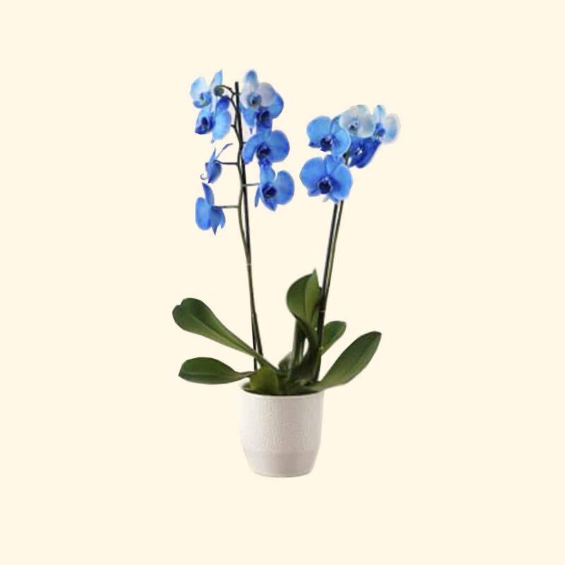 consegna-a-domicilio-a-roma-ORCHIDEA-PHALAENOPSIS BLU