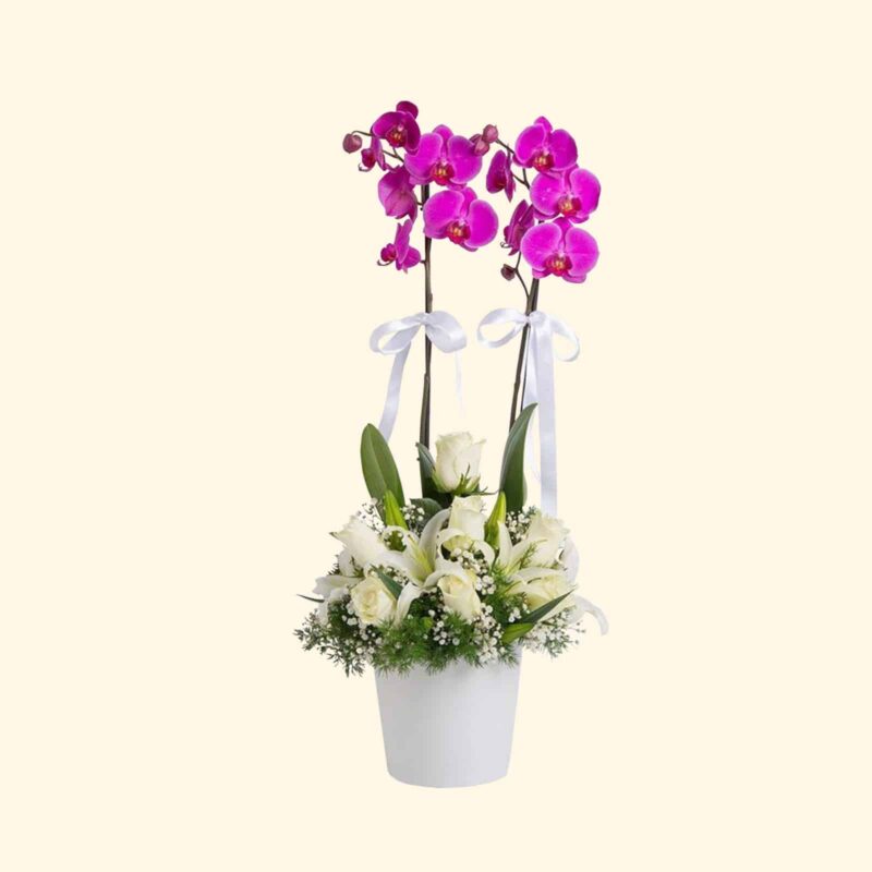 onsegniamo-a-domicilio-a-roma-ORCHIDEA-PHALAENOPSIS CON-COMPOSIZIONE FIORI-MISTI.