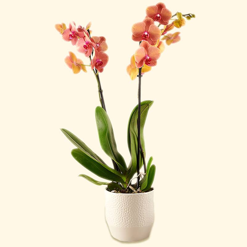 ORCHIDEA-PHALAENOPSIS TIGRATA-ARANCIO-consegniamo-a-domicilio-a-roma