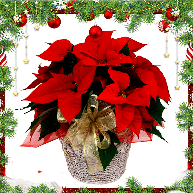 Stella di Natale in cesto di vimini consegniamo a domicilio a Roma