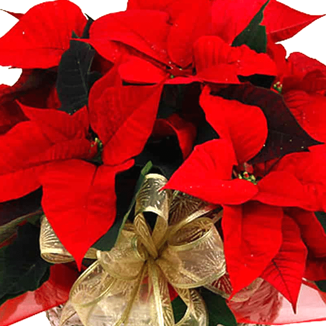 Stella di Natale in cesto di vimini consegniamo a domicilio a Roma