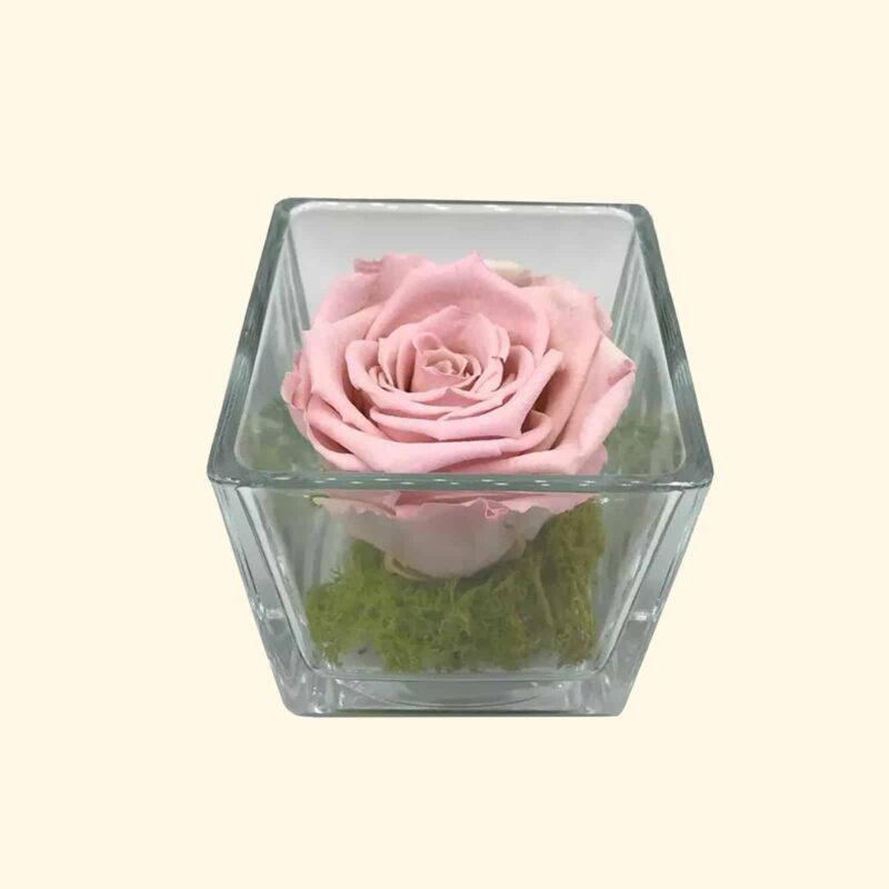 Rosa cipria stabilizzata