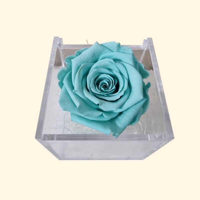 Rosa stabilizzata color Tiffany