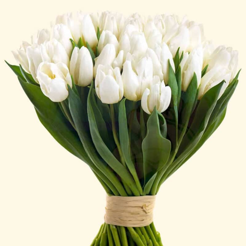 Bouquet di 20 tulipani bianchi consegna a domicilio a Roma