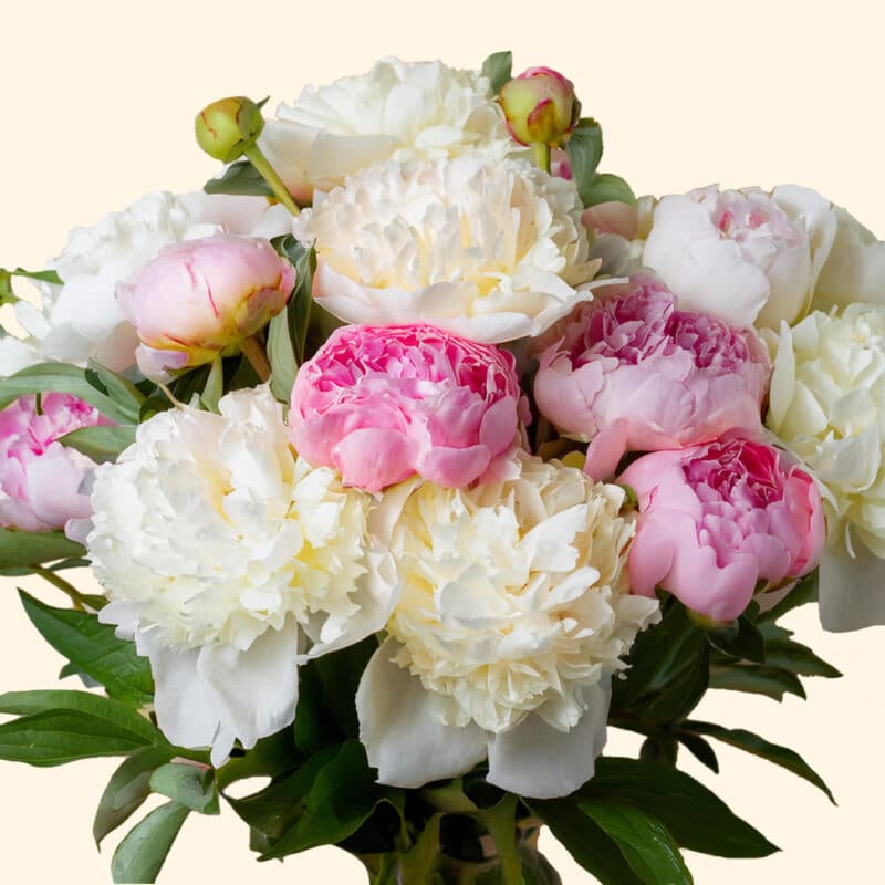 Bouquet di Peonie per la Festa della mamma consegniamo a domicilio a Roma