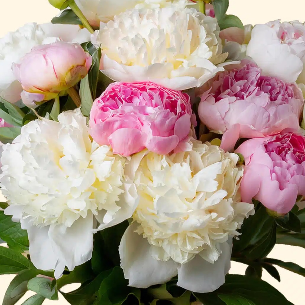 Bouquet di Peonie consegna a domicilio a Roma