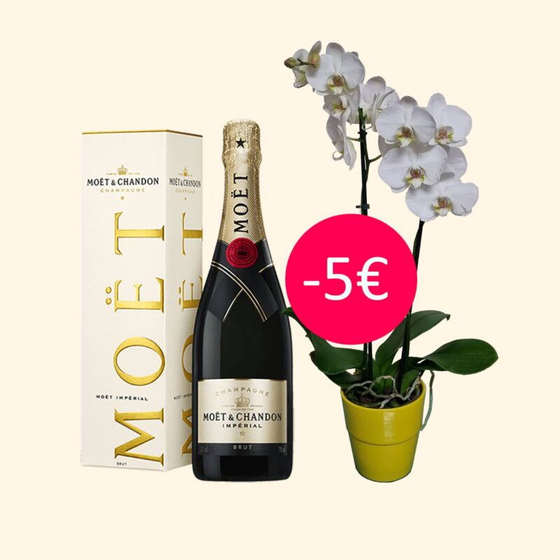 2 Bellissimi rami di Orchidea Phalaenopsis con Fiori Bianchi + Bottiglia di Champagne Moët & Chandon