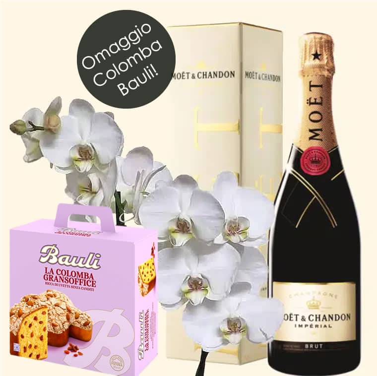 Orchidea Phalaenopsis Bianca + Champagne