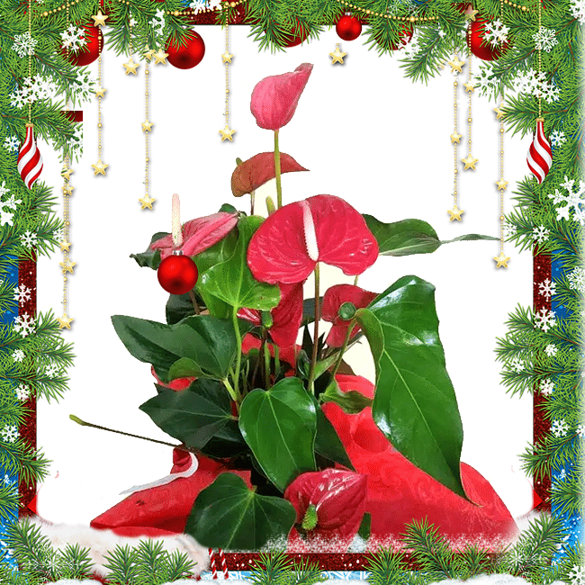 Anthurium Rosso consegniamo a domicilio a Roma. Idea Regalo per Natale