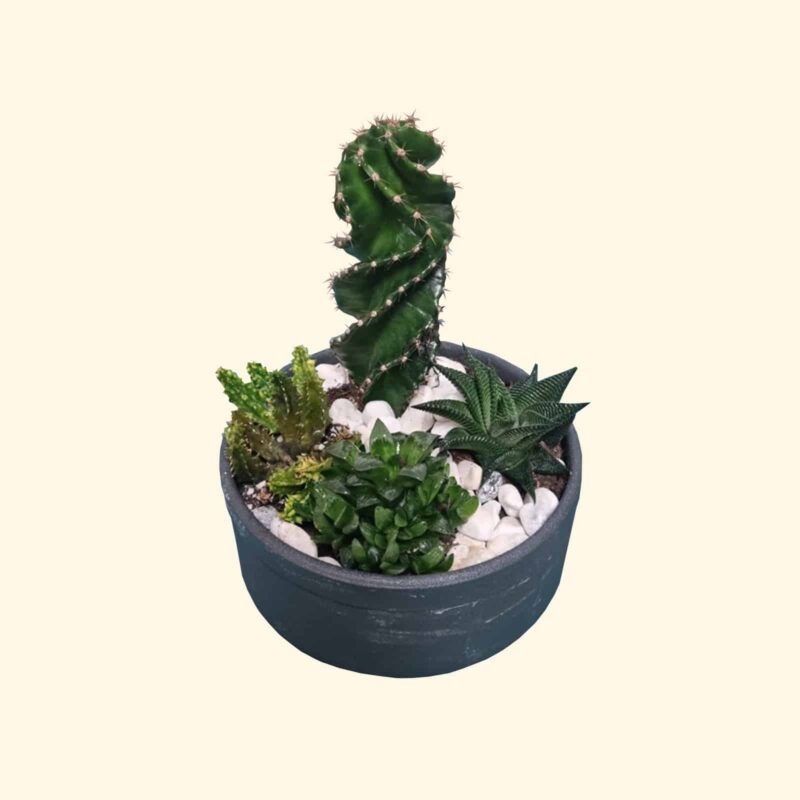 Cactus-piantine-grasse-in-vaso-consegna-a-domicilio-su-appuntamento
