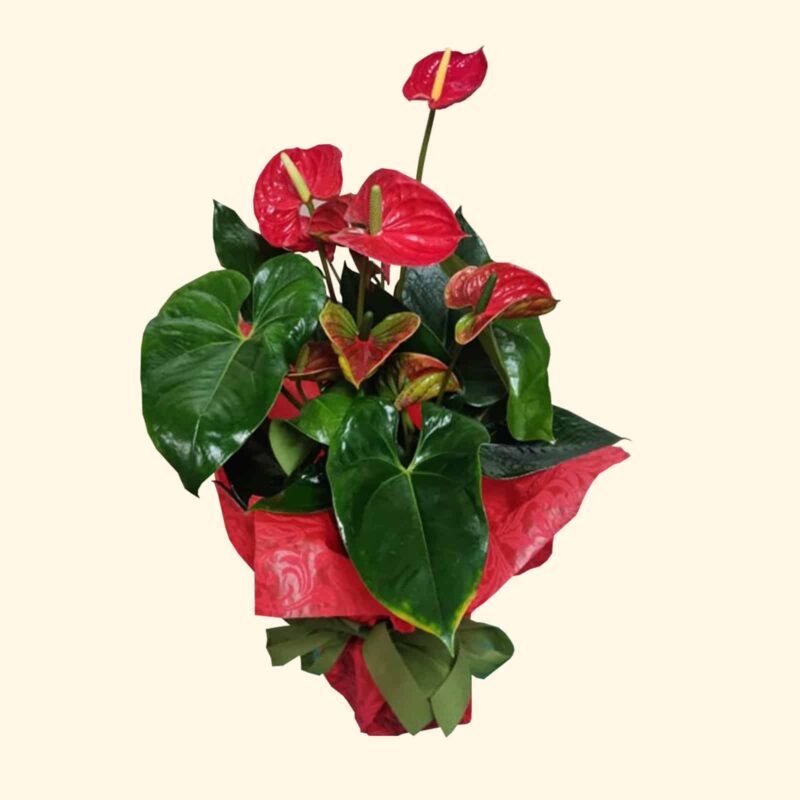 Pianta di Anthurium rosso consegna a domicilio a Roma