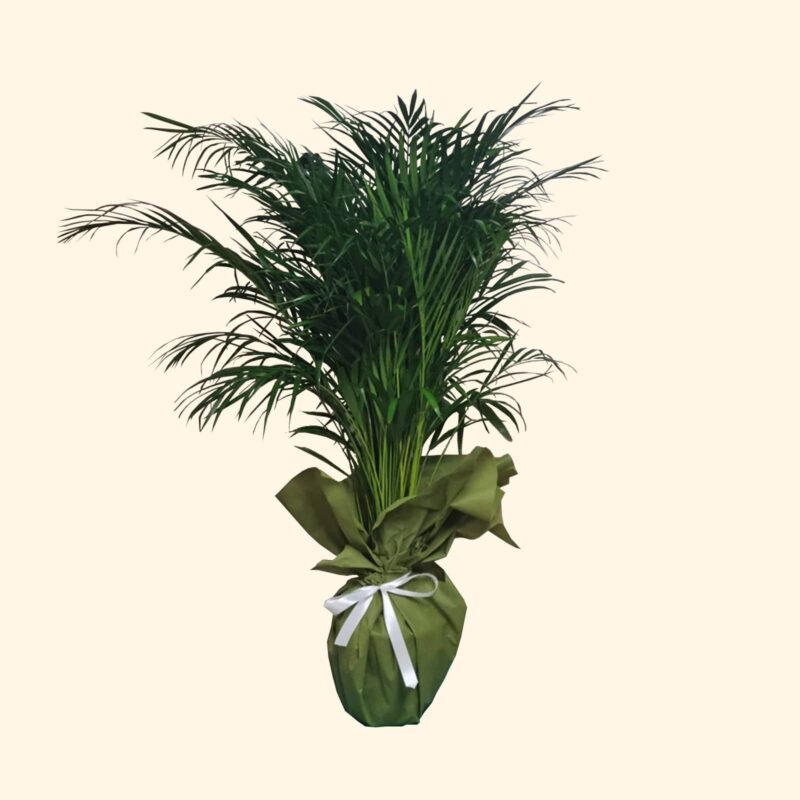 Pianta Dypsis Lutescens Areca consegniamo a domicilio a Roma