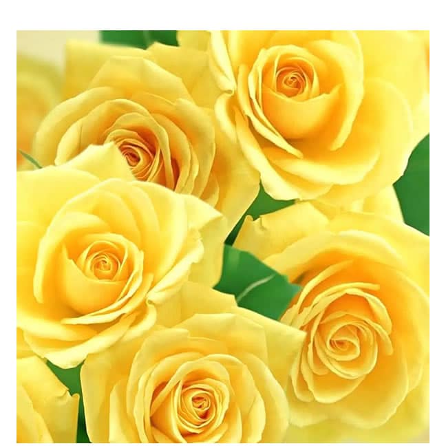 Componi il tuo mazzo di Rose gialle, consegniamo a Roma in giornata
