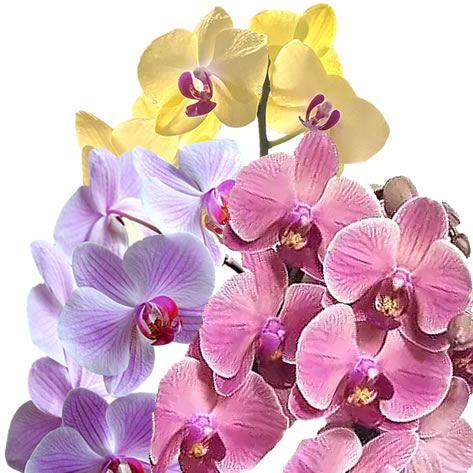 consegna-a-domicilio-a-roma-ORCHIDEAS