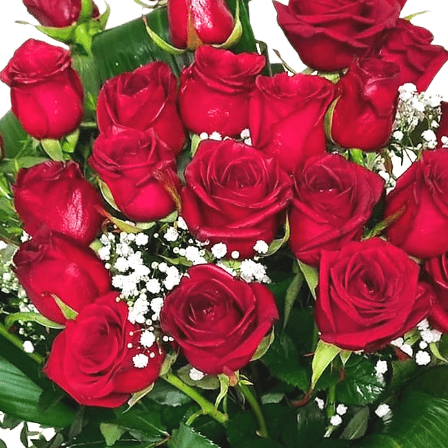 Roma Red Roses delivery