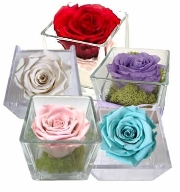 Rosa stabilizzata in omaggio. Per la Festa della mamma il 10 maggio consegniamo a Roma su appuntamento in giornata